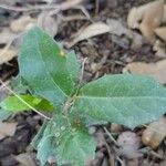 Quercus fusiformis Hoja