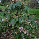 Rhododendron uvariifolium Hábito