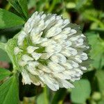 Trifolium pratense Floro