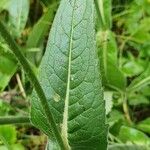 Knautia basaltica Fulla