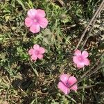 Linum pubescens Flor