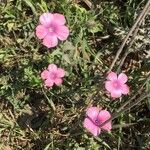 Linum pubescens 花