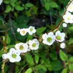 Micranthes californica Flor