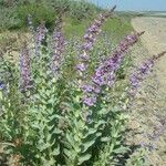 Penstemon acuminatus ᱛᱟᱦᱮᱸ