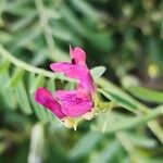 Vicia monantha Flower