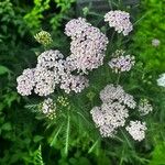 Achillea distans Цвят