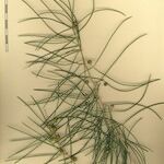 Asparagus arborescens Прочее