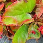 Begonia cucullata Leaf