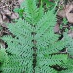 Pteris quadriaurita 葉