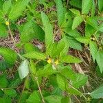 Corchorus aestuans Leaf