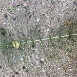 Equisetum telmateia Hoja