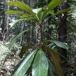 Terminalia aubletii Leaf