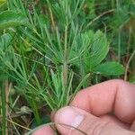 Galium glaucum Liść