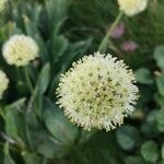 Allium victorialis Virág