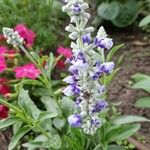 Salvia farinacea Flower