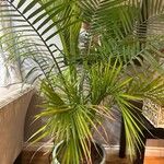 Ravenea rivularis 叶