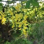 Laburnum anagyroidesപുഷ്പം