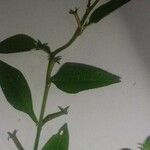 Ludwigia perennis Blad