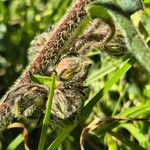 Pavonia urens Corteza