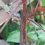 Hibiscus acetosella Φλοιός