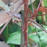 Hibiscus acetosella Bark