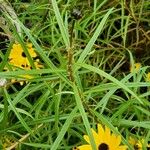 Helianthus angustifolius Листок