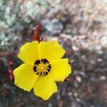 Cistus halimifolius Flower