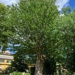 Zelkova carpinifolia Habit