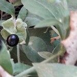 Silene baccifera Φρούτο