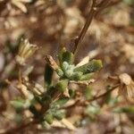 Senecio potosianus Leaf
