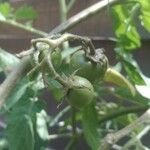 Solanum pimpinellifolium Fruit