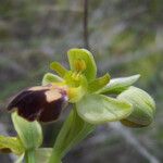 Ophrys lupercalis Mosusu