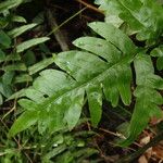 Pteris hamulosa Leaf