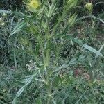 Cirsium vulgareFolha