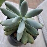 Pachyphytum fittkaui List