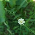 Hypochaeris albiflora Flor