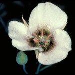 Calochortus howellii Flower