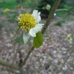 Parrotiopsis jacquemontiana Flower