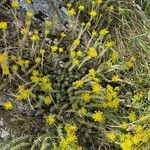 Petrosedum montanum Habitatea