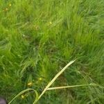 Hordeum secalinum Flower