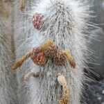 Cleistocactus hyalacanthus Fruto