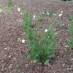 Nicotiana quadrivalvis Hàbitat