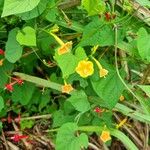 Ipomoea hederifoliaFlor