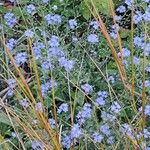 Myosotis lithospermifolia Květ