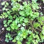 Geranium robertianumOutro