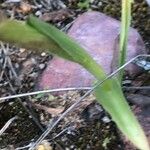 Anacamptis papilionacea Hoja