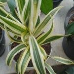 Dracaena braunii Blatt