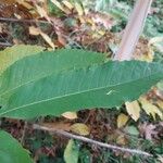 Quercus castaneifolia Leaf