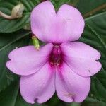 Impatiens flaccida പുഷ്പം