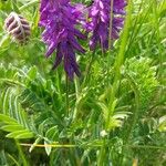 Vicia incana Квітка